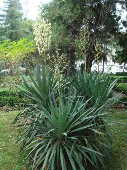 Name:  -  Botanik bahesi 314.jpg
Views: 2078
Size:  72.7 KB