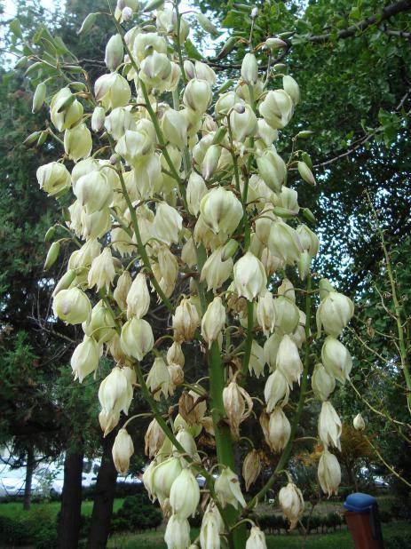Name:  -  Botanik bahesi 315.jpg
Views: 1688
Size:  77.6 KB