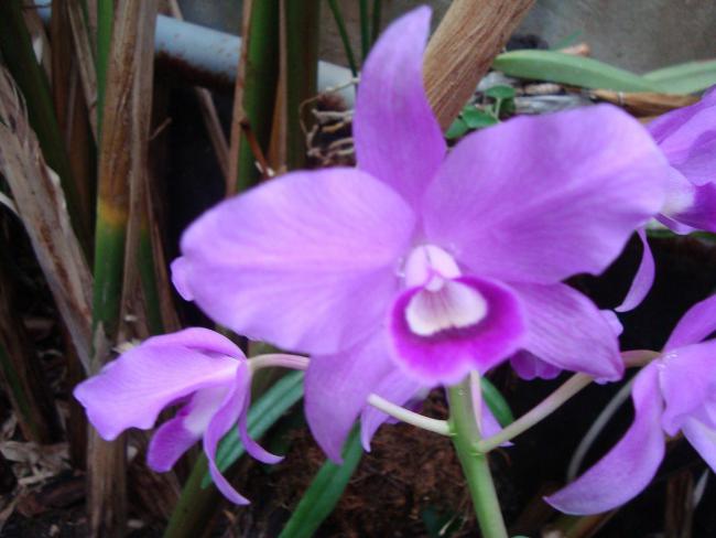 Name:  -  Botanik bahesi 335.jpg
Views: 1571
Size:  38.7 KB