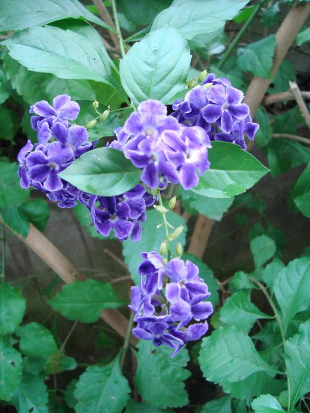 Name:  -  Botanik bahesi 354.jpg
Views: 1235
Size:  71.9 KB
