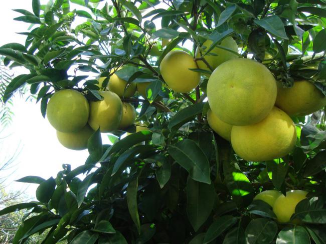 Name:  -  Botanik bahesi 369.jpg
Views: 970
Size:  62.2 KB
