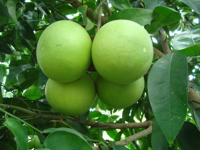 Name:  -  Botanik bahesi 370.jpg
Views: 829
Size:  47.6 KB
