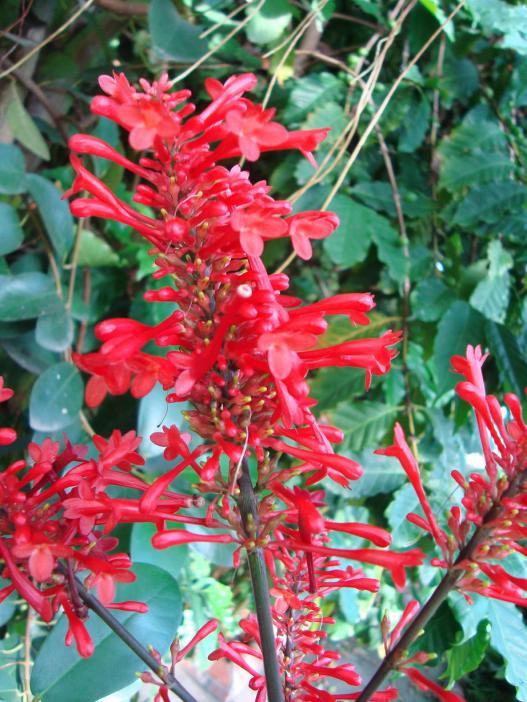 Name:  -  Botanik bahesi 374.jpg
Views: 850
Size:  77.8 KB