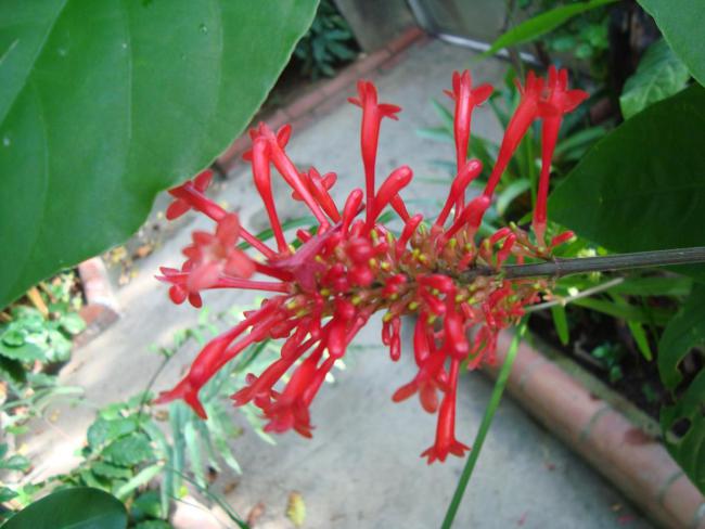 Name:  -  Botanik bahesi 376.jpg
Views: 826
Size:  44.2 KB
