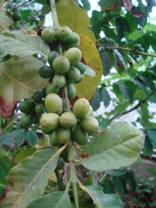 Name:  -  Botanik bahesi 380.jpg
Views: 3191
Size:  70.4 KB