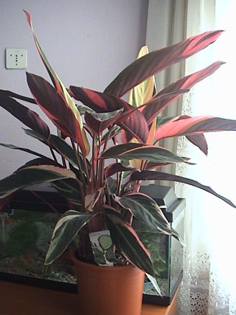 Name:  DSC00031.JPG
Views: 890
Size:  61.7 KB