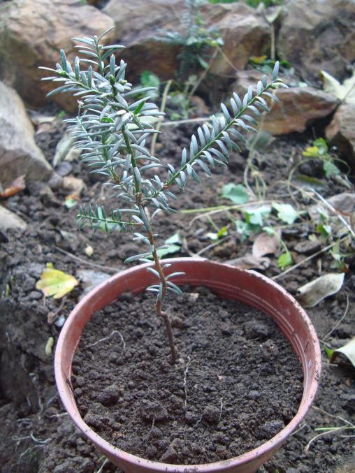 Name:  -  Botanik bahesi 461.jpg
Views: 1107
Size:  77.7 KB