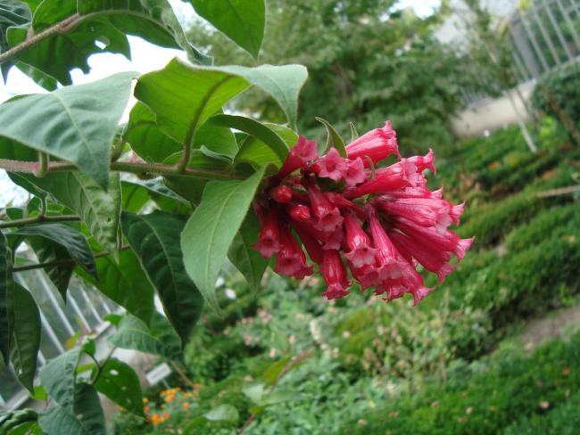 Name:  -  Botanik bahesi 482.jpg
Views: 3414
Size:  53.3 KB