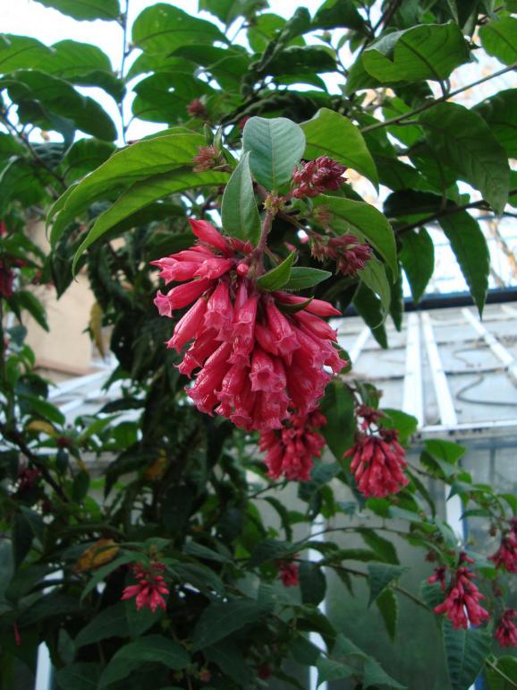 Name:  -  Botanik bahesi 483.jpg
Views: 2062
Size:  74.9 KB