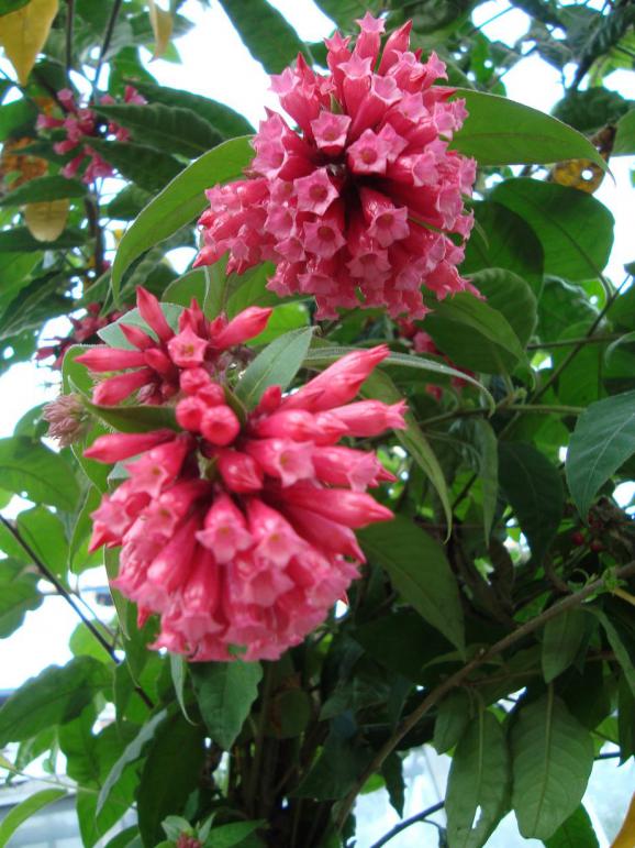 Name:  -  Botanik bahesi 484.jpg
Views: 2129
Size:  75.0 KB