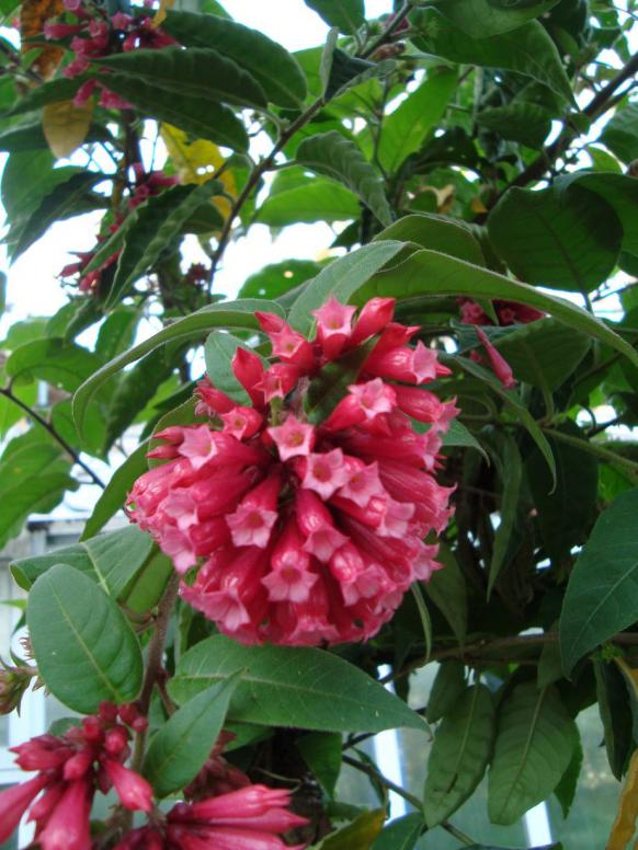 Name:  -  Botanik bahesi 485.jpg
Views: 2077
Size:  74.2 KB