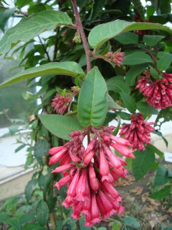 Name:  -  Botanik bahesi 486.jpg
Views: 2107
Size:  73.3 KB