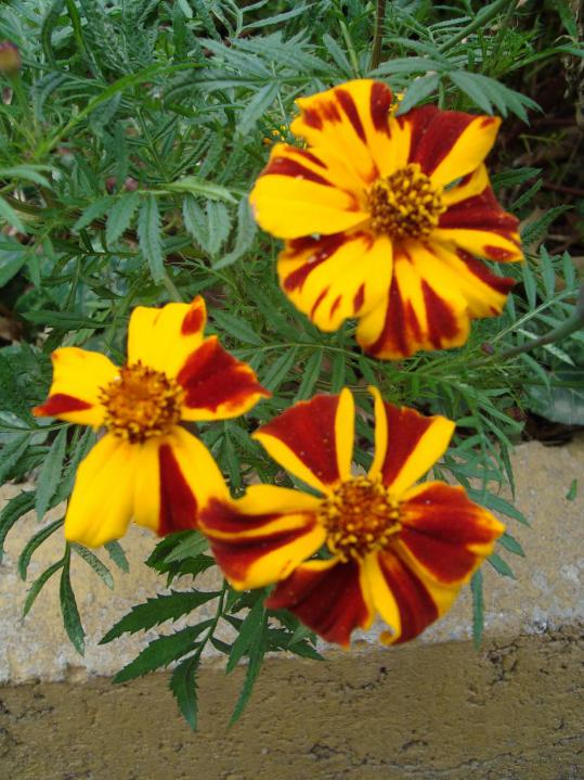 Name:  . Botanik bahesi 490.jpg
Views: 2141
Size:  75.2 KB