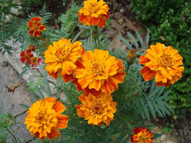 Name:  . Botanik bahesi 492.jpg
Views: 2871
Size:  65.5 KB