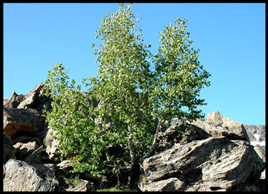 Name:  hus1.jpg
Views: 602
Size:  49.5 KB