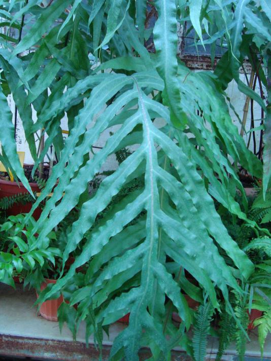 Name:  . Botanik bahesi 504.jpg
Views: 1878
Size:  75.5 KB