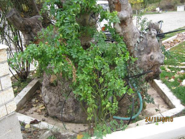 Name:  lcada yal aa gvdesi.jpg
Views: 1284
Size:  71.1 KB
