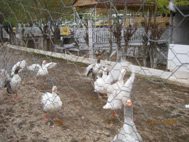 Name:  kazlar1.jpg
Views: 1012
Size:  70.5 KB