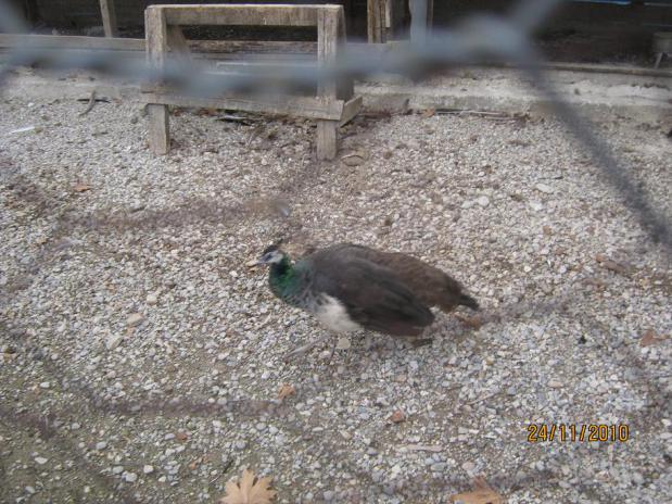 Name:  tavus kuu.jpg
Views: 1110
Size:  70.3 KB