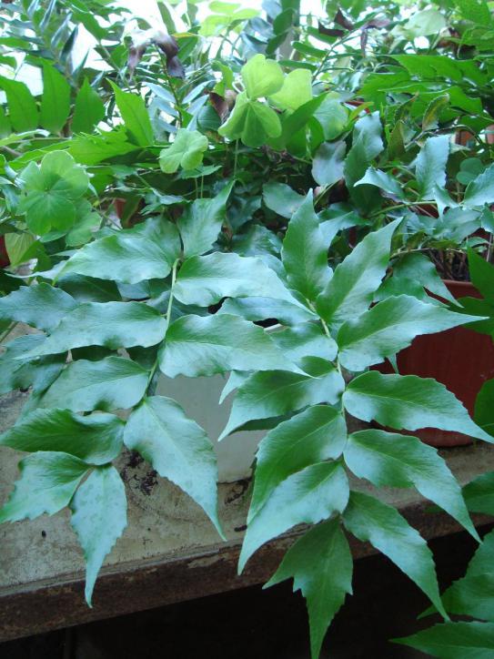 Name:  . Botanik bahesi 510.jpg
Views: 1634
Size:  74.8 KB