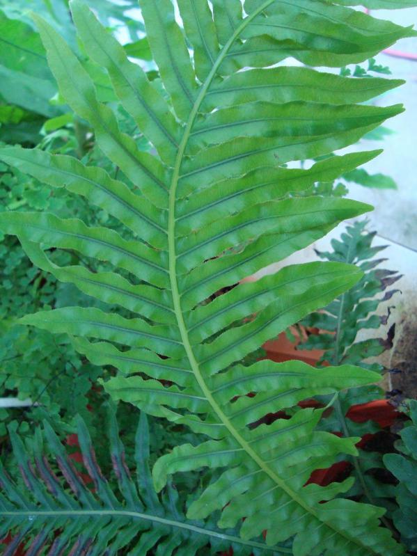 Name:  . Botanik bahesi 516.jpg
Views: 1557
Size:  71.8 KB