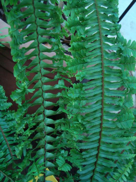 Name:  . Botanik bahesi 519.jpg
Views: 1142
Size:  74.5 KB