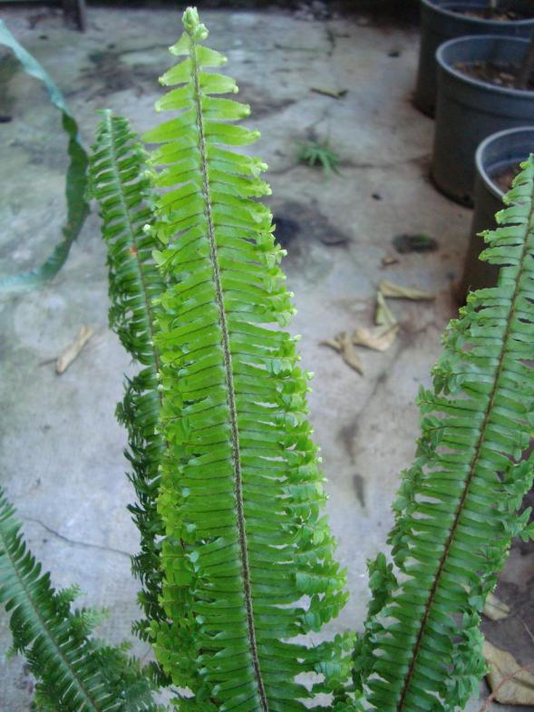 Name:  . Botanik bahesi 520.jpg
Views: 1144
Size:  72.9 KB
