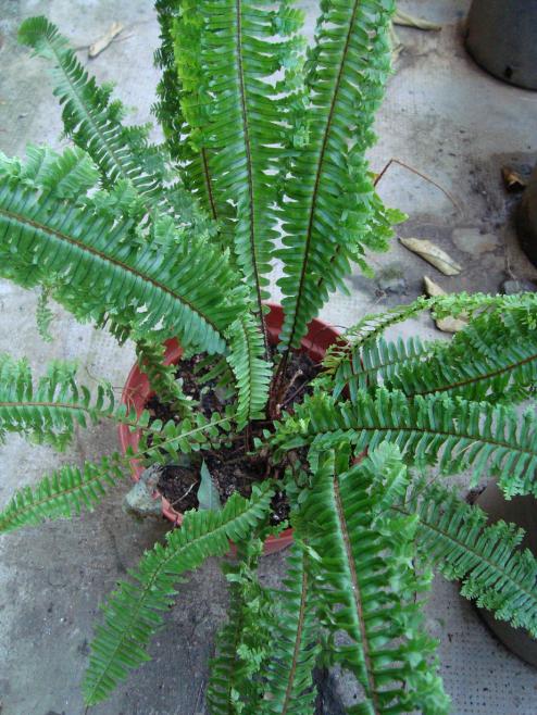Name:  . Botanik bahesi 521.jpg
Views: 1330
Size:  75.6 KB