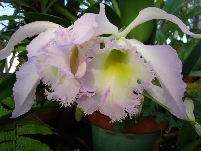 Name:  . Botanik bahesi 556.jpg
Views: 1018
Size:  41.2 KB
