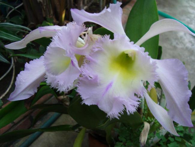 Name:  . Botanik bahesi 558.jpg
Views: 1434
Size:  37.9 KB
