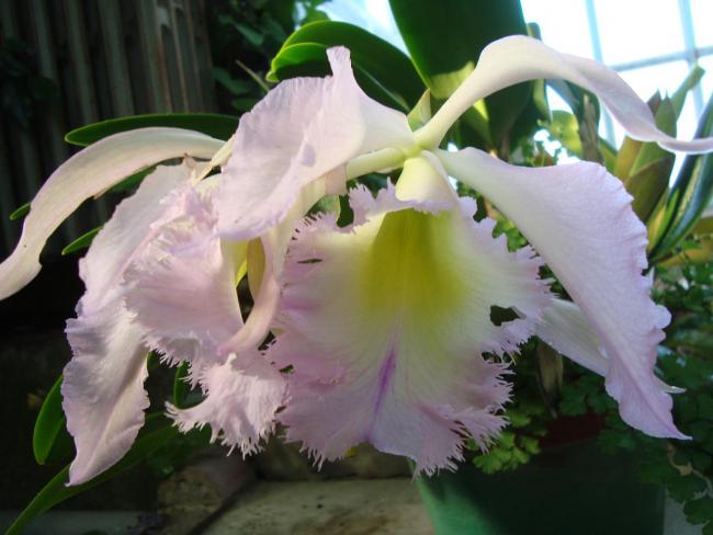 Name:  . Botanik bahesi 559.jpg
Views: 1897
Size:  40.2 KB