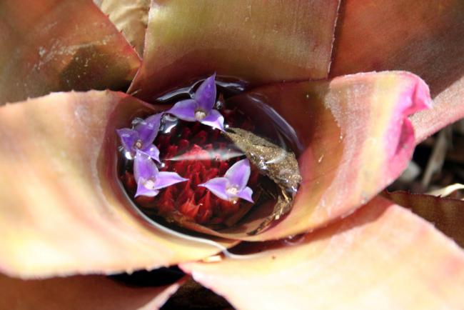 Name:  neoregelia-flowers.jpg
Views: 966
Size:  35.6 KB