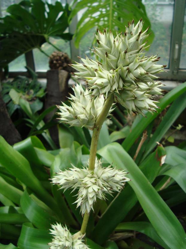 Name:  . Botanik bahesi 578.jpg
Views: 1080
Size:  71.3 KB