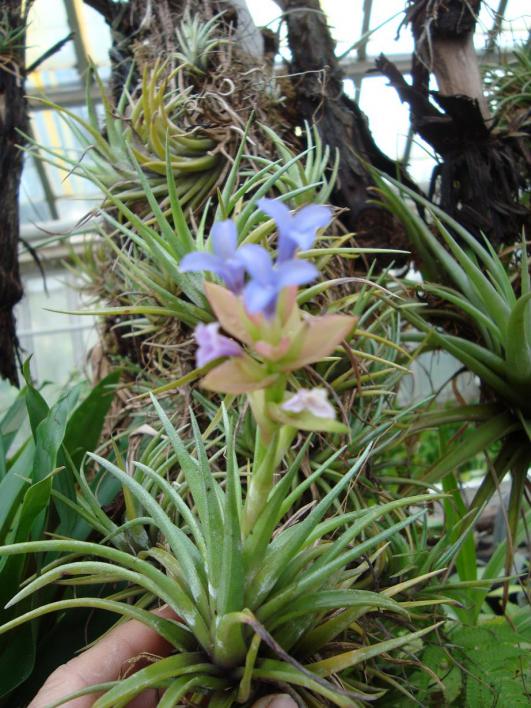 Name:  . Botanik bahesi 582.jpg
Views: 623
Size:  77.5 KB
