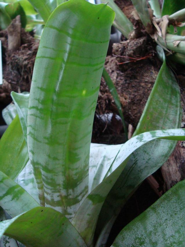 Name:  . Botanik bahesi 605.jpg
Views: 815
Size:  70.1 KB