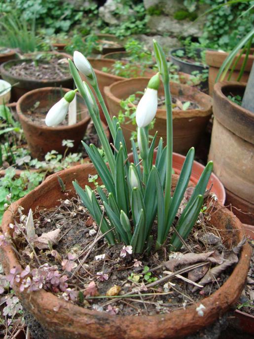 Name:  . Botanik bahesi 620.jpg
Views: 720
Size:  77.9 KB