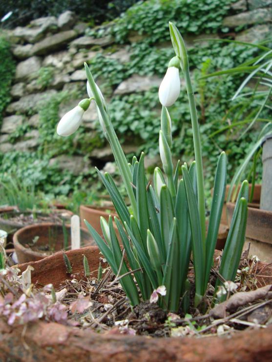 Name:  . Botanik bahesi 621.jpg
Views: 711
Size:  75.4 KB