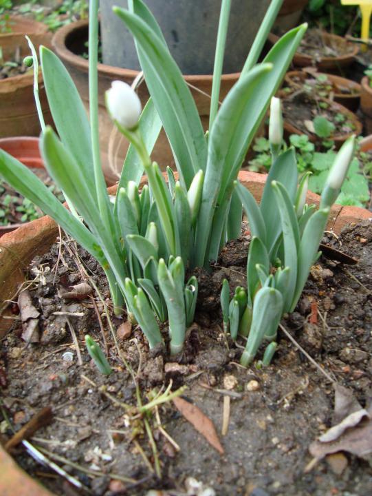 Name:  . Botanik bahesi 622.jpg
Views: 657
Size:  76.0 KB