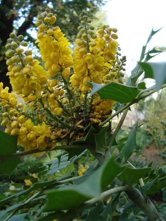 Name:  . Botanik bahesi 623.jpg
Views: 706
Size:  74.5 KB