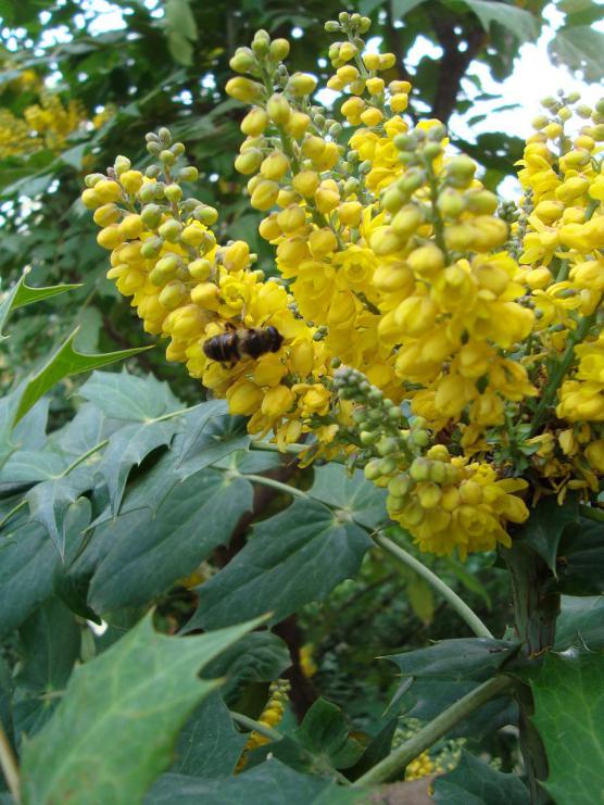 Name:  . Botanik bahesi 624.jpg
Views: 719
Size:  75.8 KB