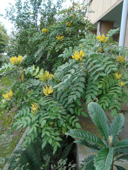 Name:  . Botanik bahesi 625.jpg
Views: 776
Size:  74.9 KB