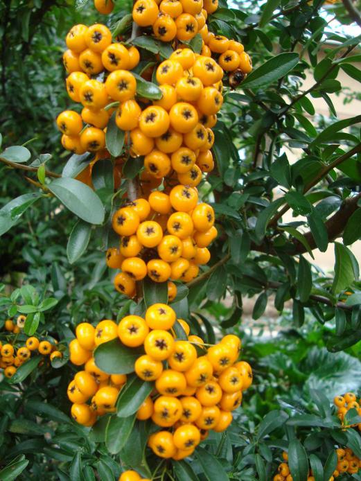 Name:  . Botanik bahesi 631.jpg
Views: 2278
Size:  78.8 KB