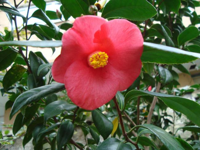 Name:  . Botanik bahesi 638.jpg
Views: 2176
Size:  53.5 KB