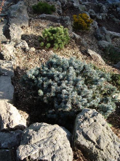 Name:  . Botanik bahesi 673.jpg
Views: 777
Size:  74.6 KB