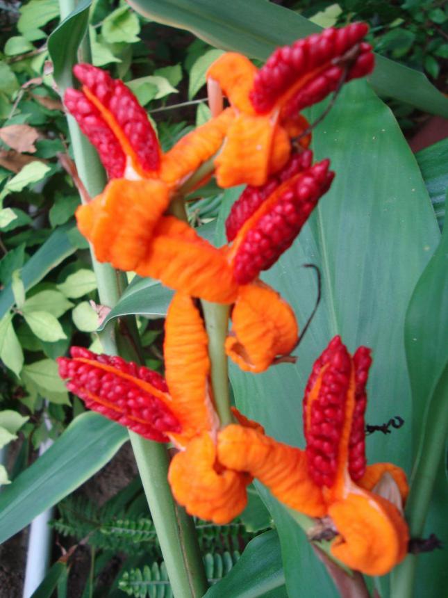 Name:  . Botanik bahesi 731.jpg
Views: 690
Size:  70.1 KB