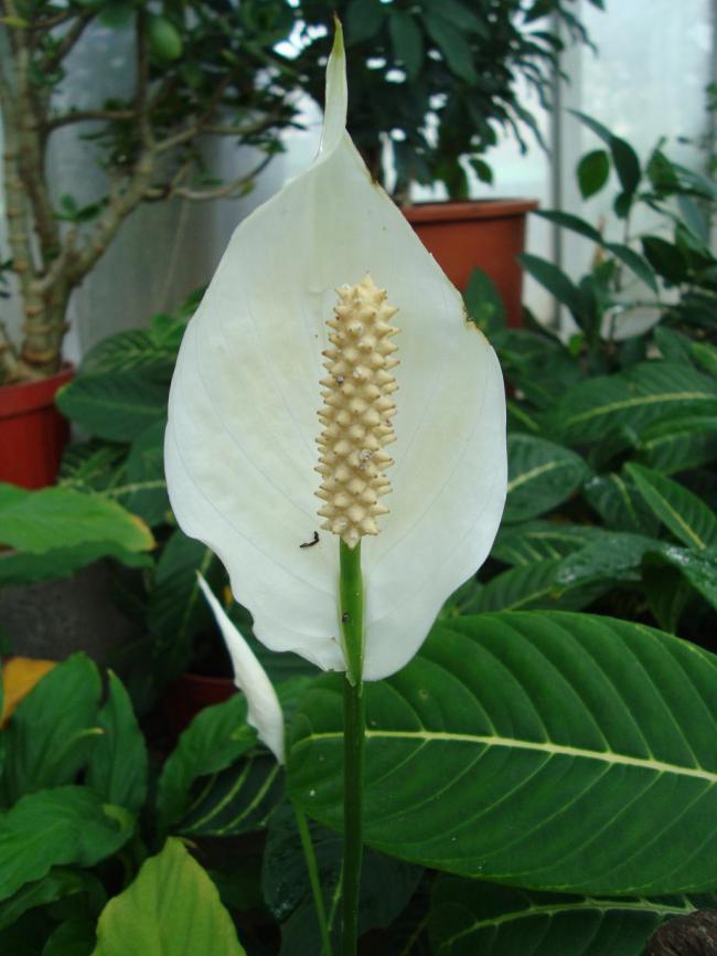 Name:  . Botanik bahesi 742.jpg
Views: 1220
Size:  58.2 KB