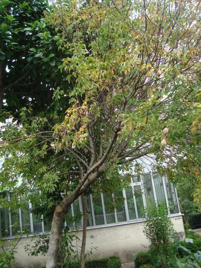 Name:  . Botanik bahesi 782.jpg
Views: 808
Size:  74.9 KB