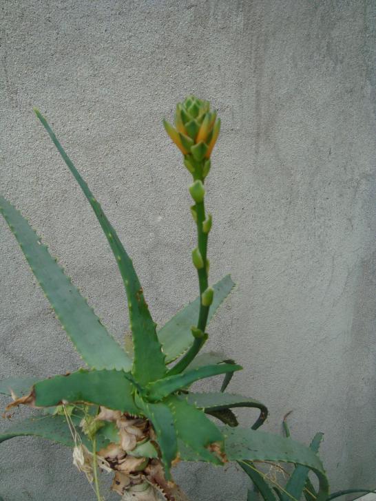 Name:  . Botanik bahesi 816.jpg
Views: 3414
Size:  68.4 KB