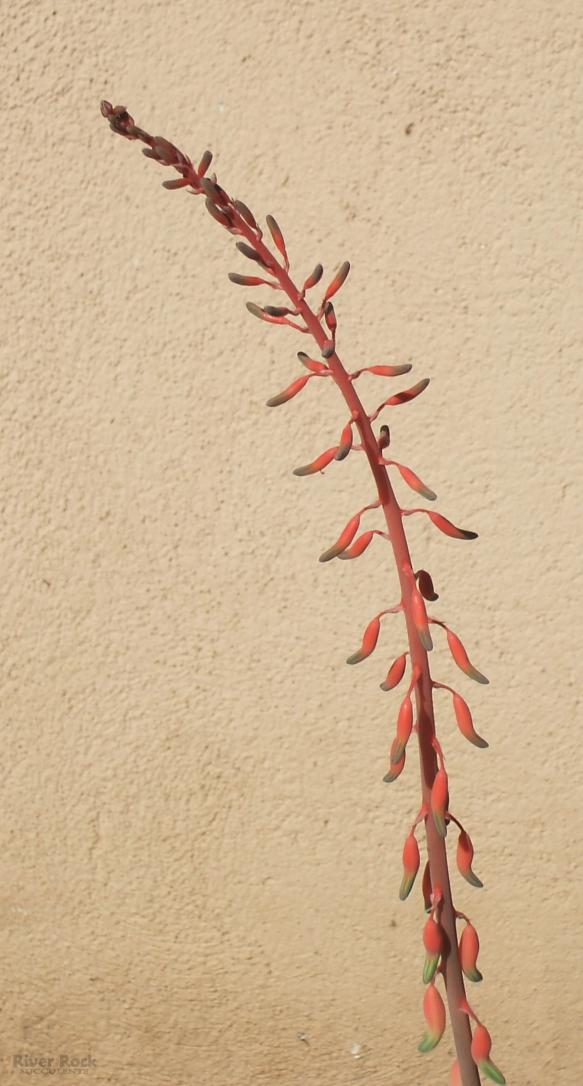 Name:  Gasteria_verrucosa iei.jpg
Views: 1565
Size:  74.0 KB