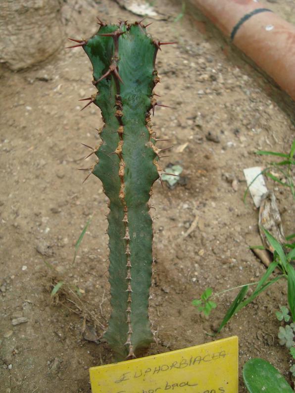 Name:  . Botanik bahesi 844.jpg
Views: 996
Size:  72.4 KB